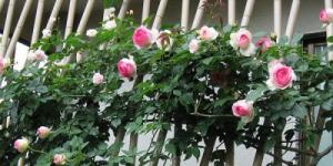 Уход за плетистой розы после цветения
